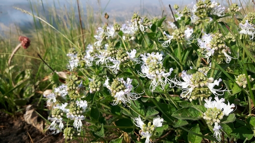 Ocimum obovatum — photo