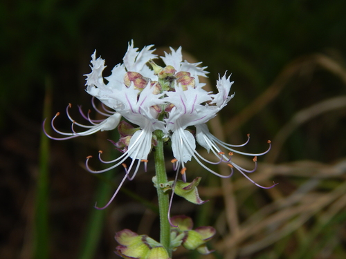 Ocimum obovatum