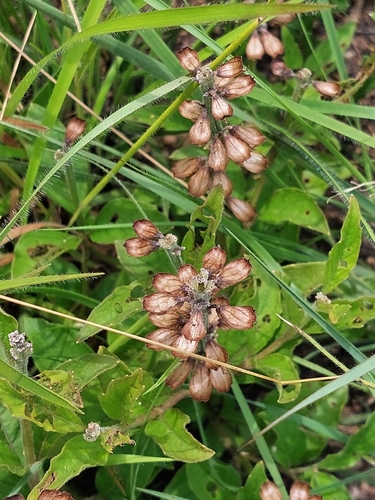 Ocimum ovatum — photo