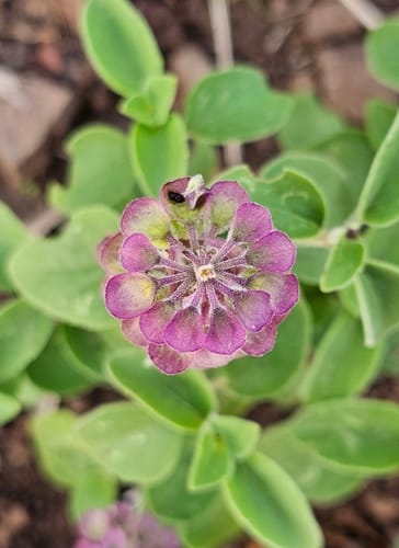 Ocimum ovatum — photo