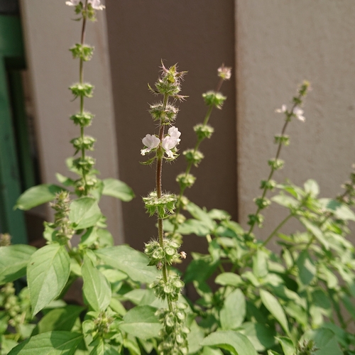 Ocimum x africanum — photo