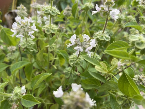 Ocimum x africanum — photo
