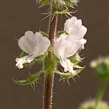 Ocimum x africanum