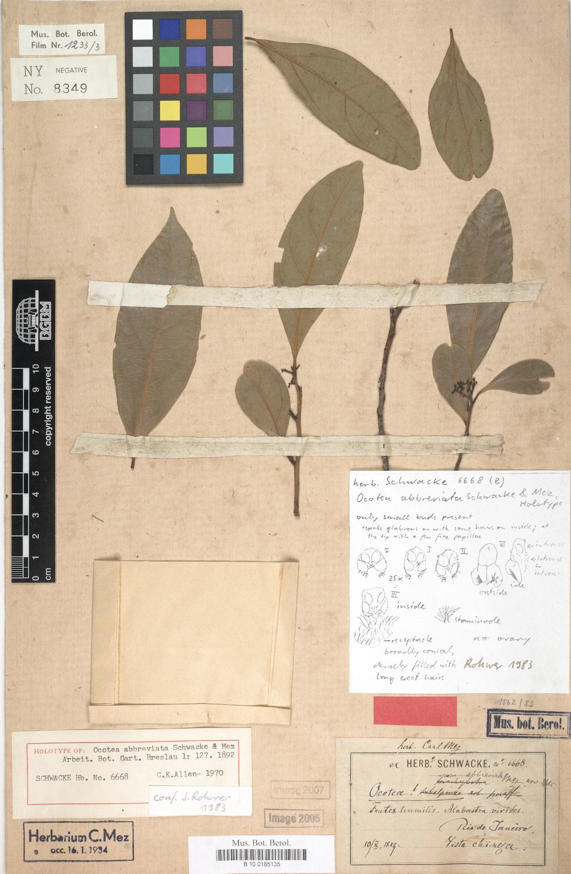 Ocotea abbreviata (Shortened ocotea) — photo