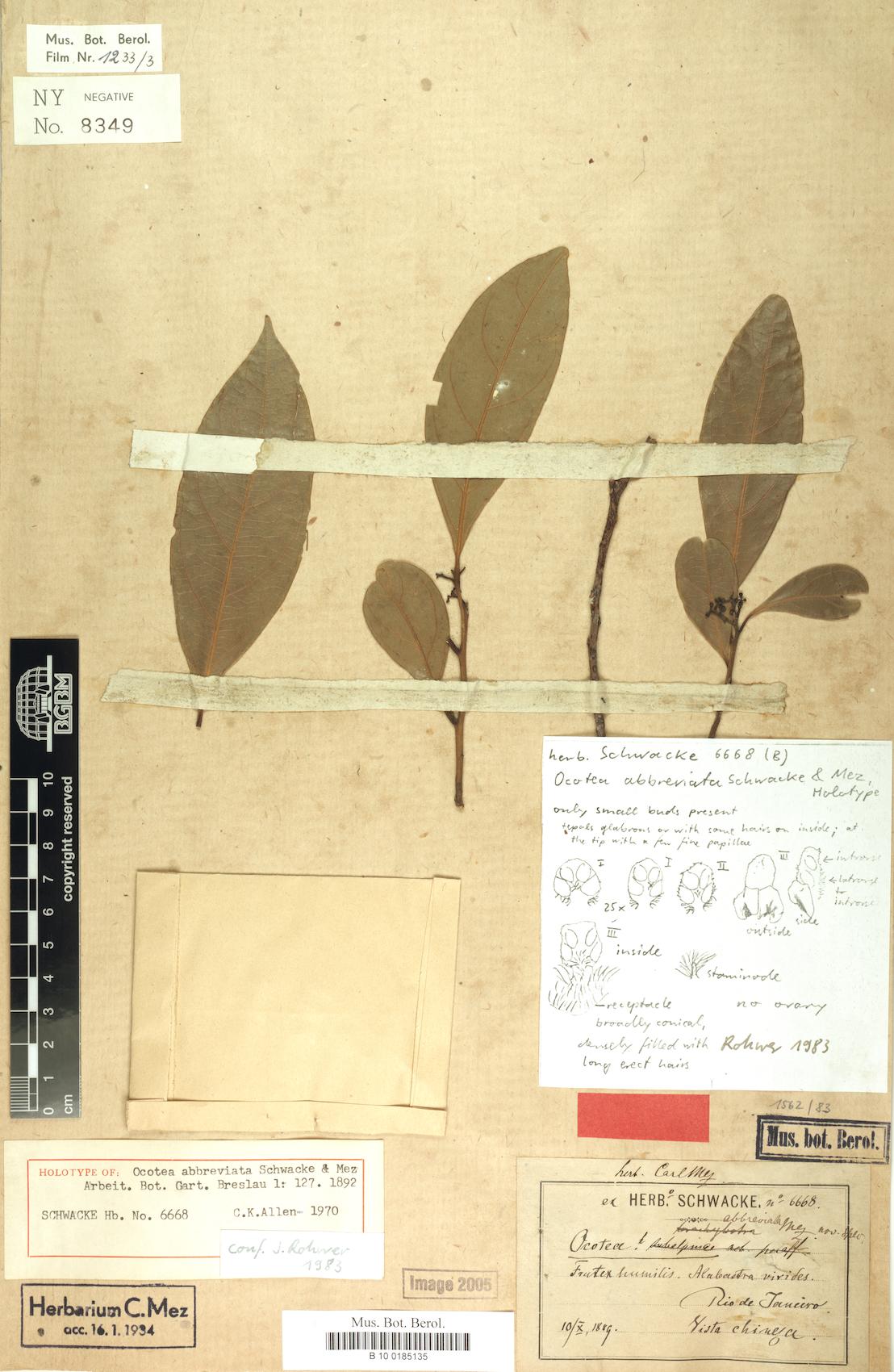 Ocotea abbreviata