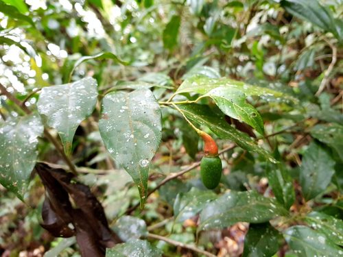 Ocotea brenesii