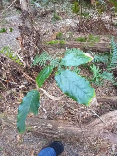 Ocotea bullata (Stinkwood) — photo