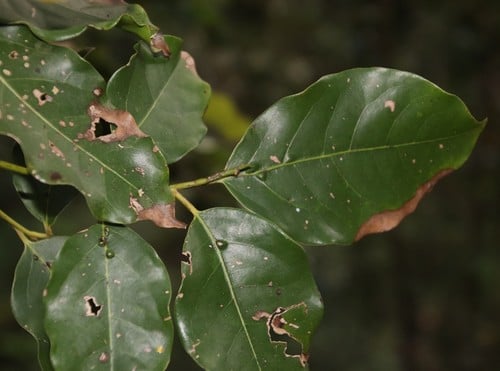 Ocotea bullata