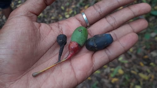 Ocotea cymosa (Varongy) — photo