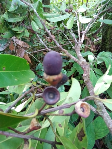 Ocotea cymosa