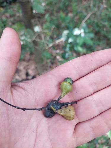 Ocotea diospyrifolia — photo