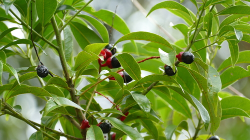 Ocotea diospyrifolia