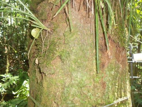 Ocotea diospyrifolia — photo