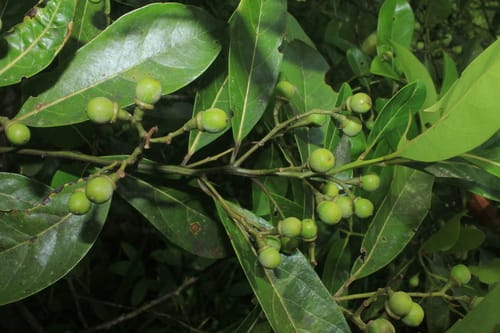 Ocotea floribunda (Flowery ocotea) — photo