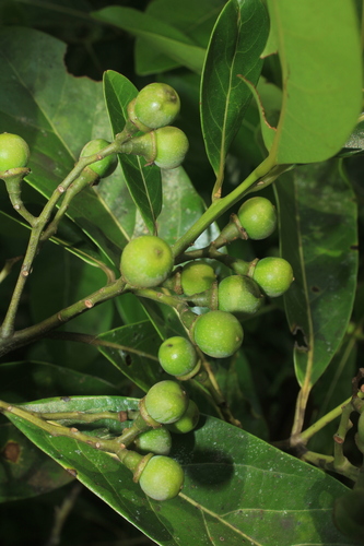 Ocotea floribunda