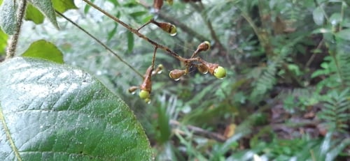 Ocotea helicterifolia — photo