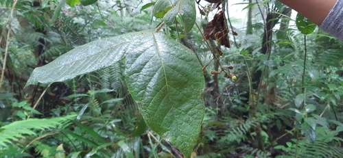 Ocotea helicterifolia — photo
