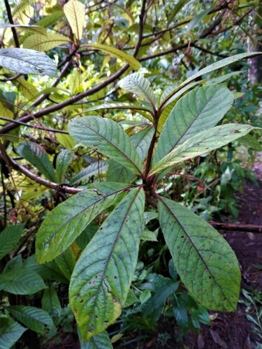 Ocotea helicterifolia