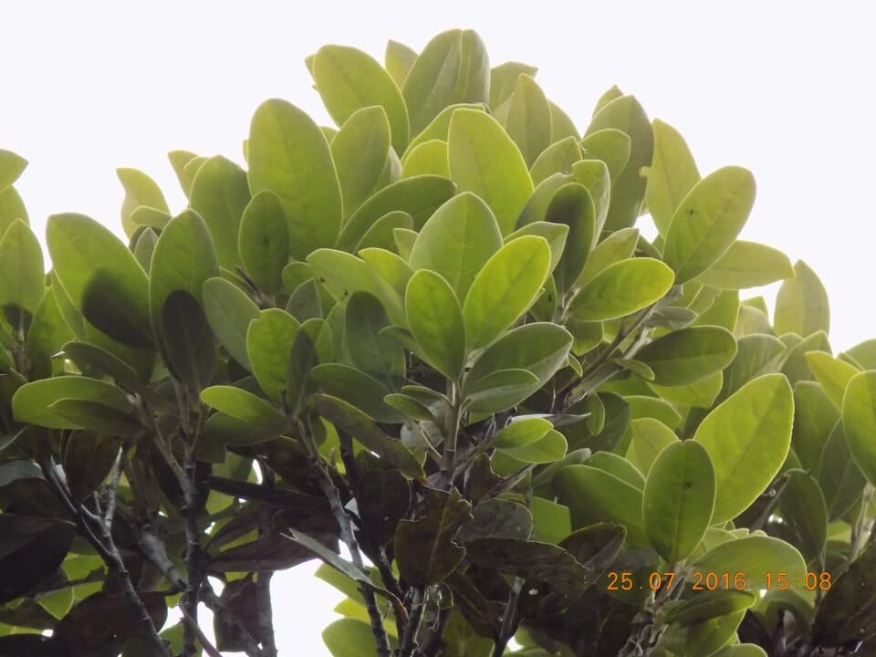 Ocotea heterochroma — photo