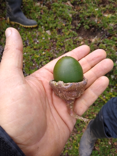 Ocotea heterochroma