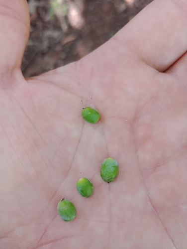 Ocotea lancifolia — photo