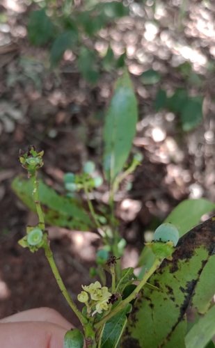 Ocotea lancifolia — photo