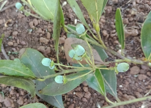 Ocotea lancifolia