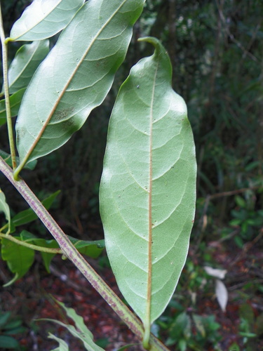 Ocotea oblonga (Oblong ocotea) — photo