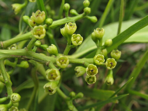 Ocotea oblonga (Oblong ocotea) — photo