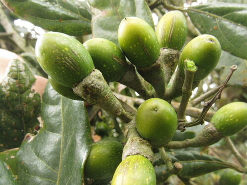 Ocotea oblonga