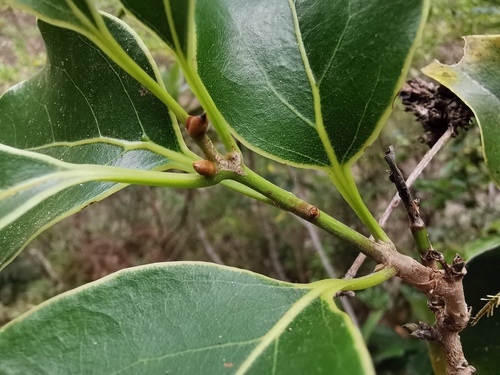 Ocotea obtusata — photo