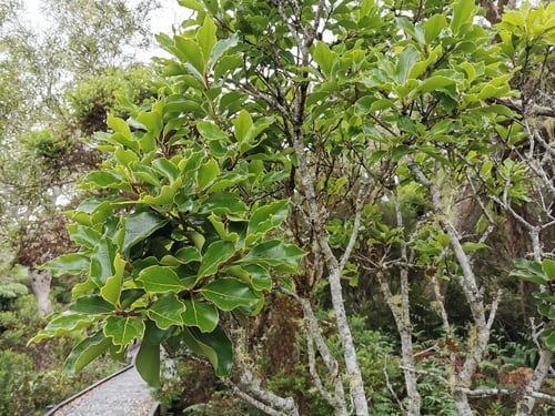 Ocotea obtusata — photo