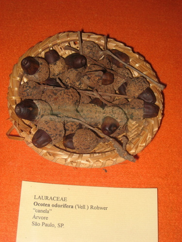 Ocotea odorifera (Brazilian sassafras) — photo