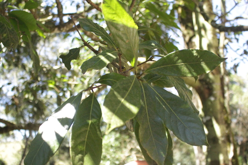 Ocotea odorifera