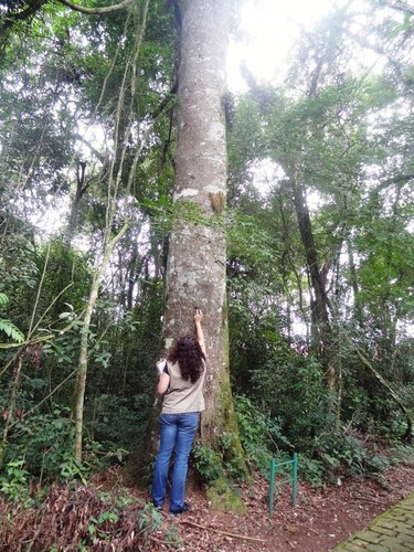 Ocotea pretiosa — photo