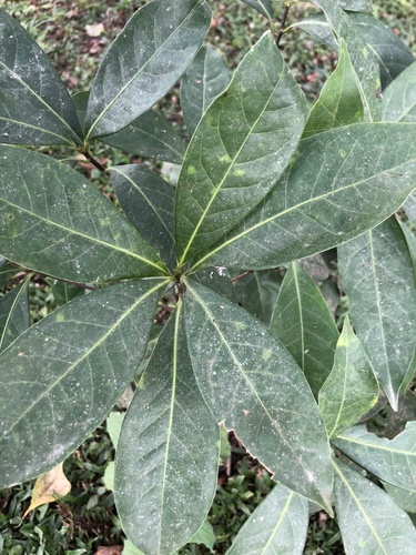 Ocotea pretiosa