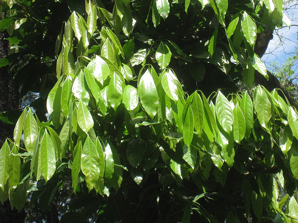 Ocotea sassafras