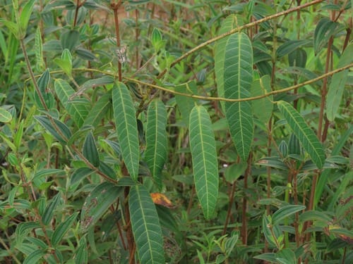 Odontadenia nitida — photo
