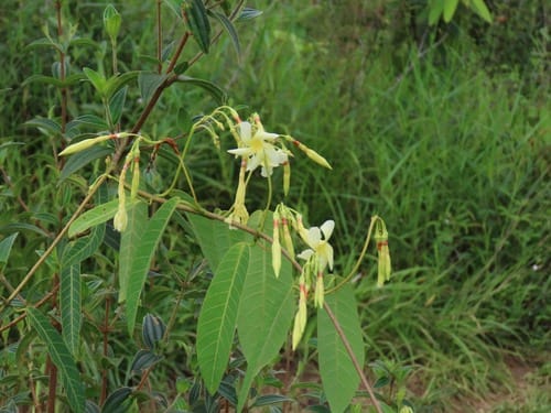 Odontadenia nitida — photo