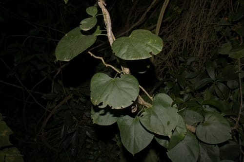 Odontocarya acuparata (Capeba) — photo