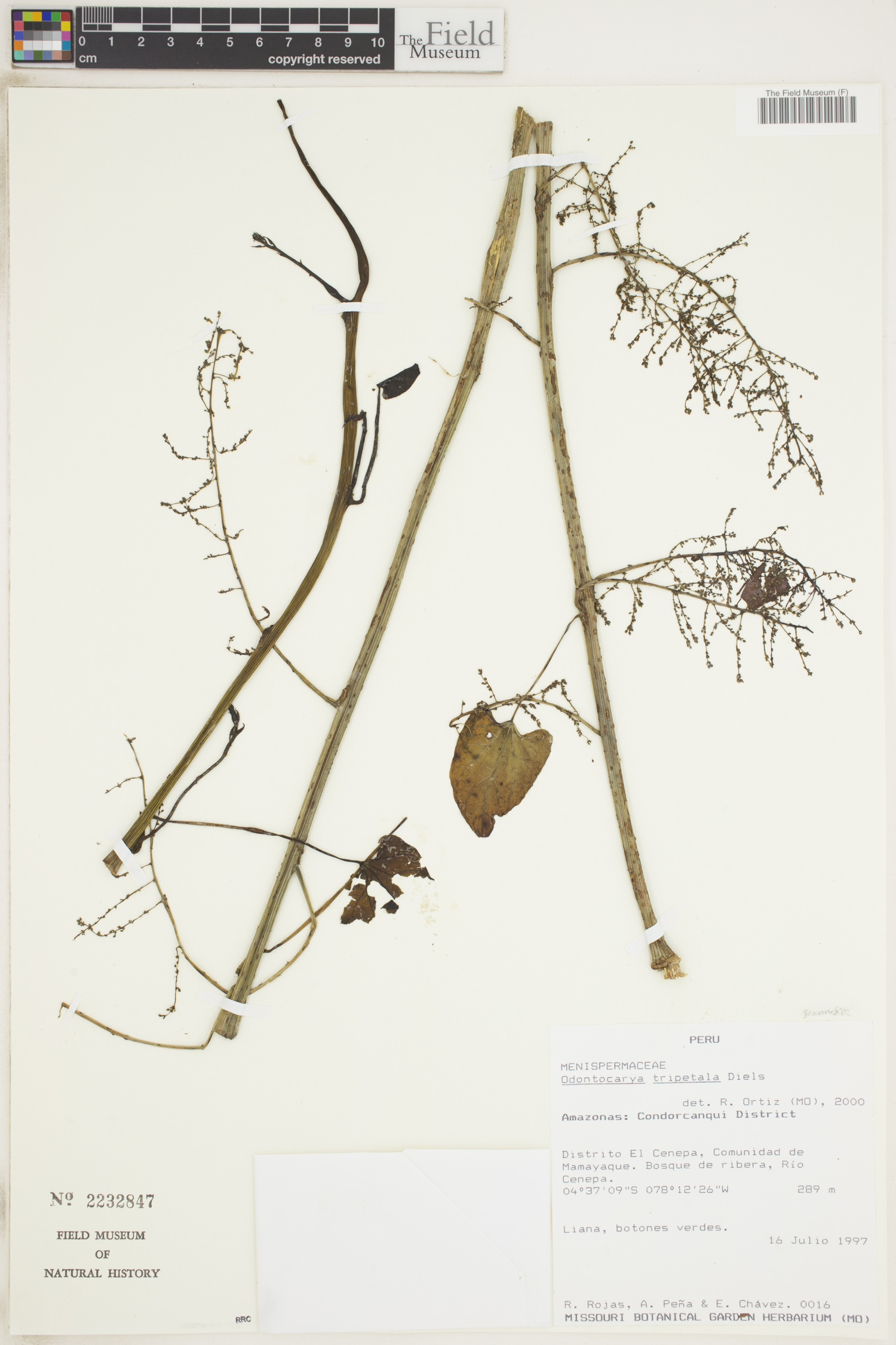 Odontocarya tripetala (Capeba) — photo