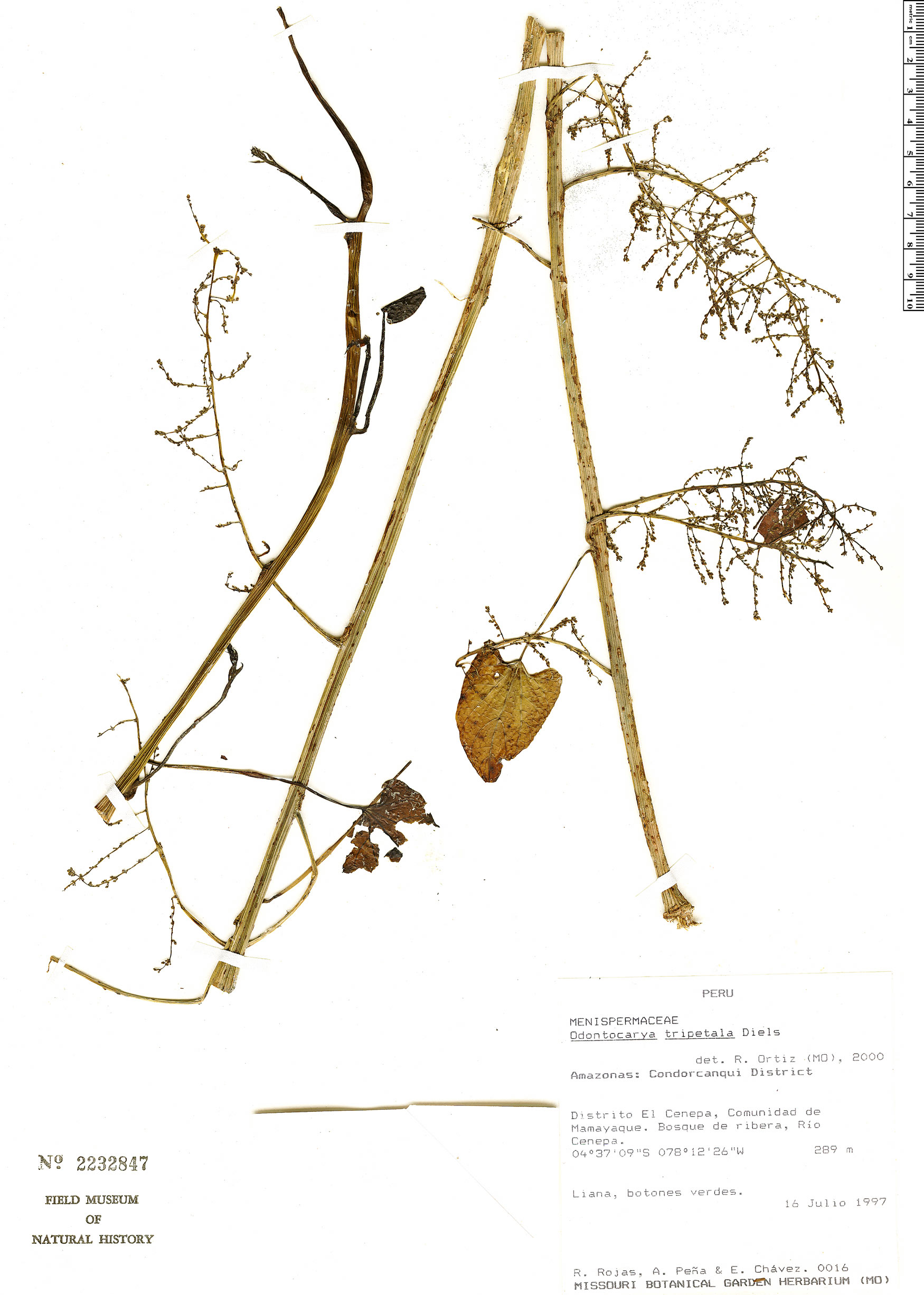 Odontocarya tripetala (Capeba) — photo