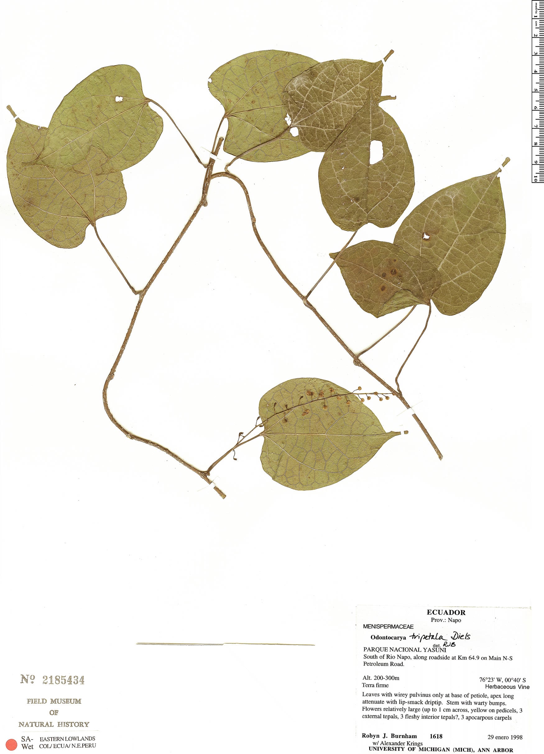 Odontocarya tripetala