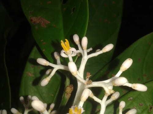 Oecopetalum greenmanii — photo