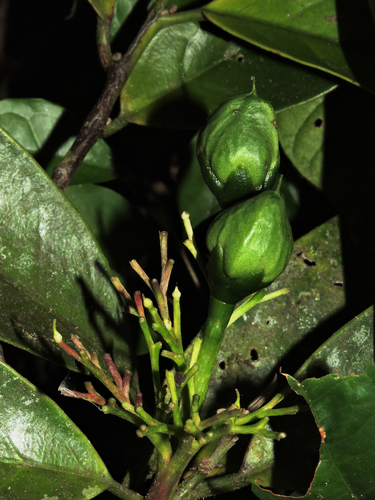 Oecopetalum greenmanii