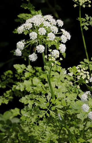 Oenanthe crocata