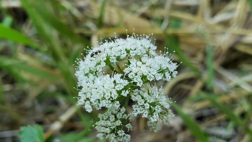 Oenanthe sarmentosa var. californica — photo