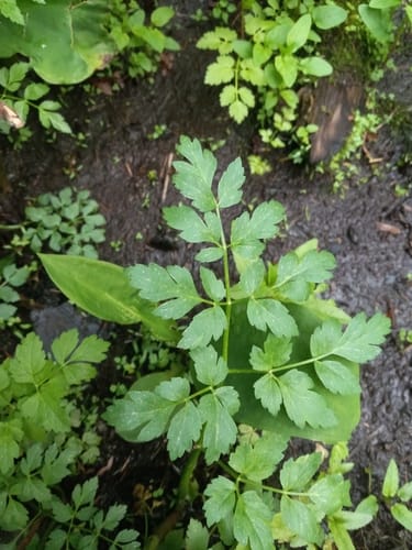 Oenanthe sarmentosa var. californica — photo