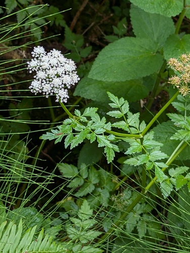 Oenanthe sarmentosa var. californica