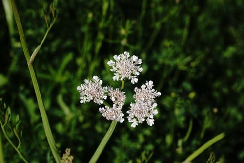 Oenanthe silaifolia — photo